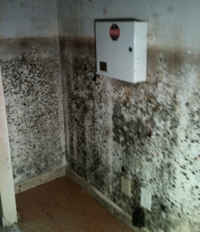 Mold from flood