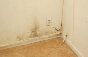 Mold in corner