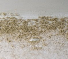 Mold on walls