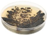 Black mold test