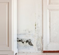 Mold on wall and door