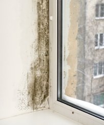 Black Mold in Houses