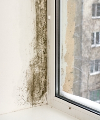 Get Rid of Mold