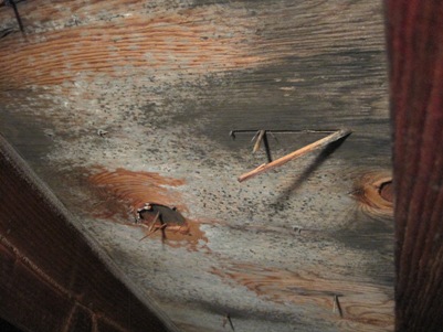 Attic Mold