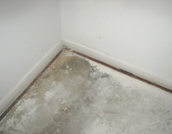 mold under carpeting