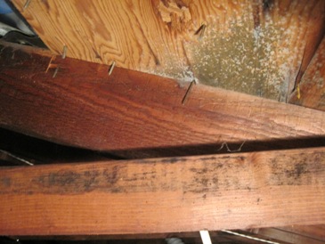 Mold Picture in Attic