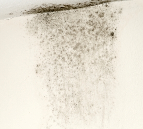 Mold Removal Costs