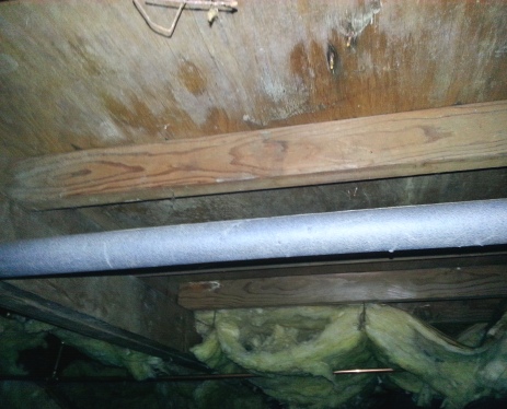 White mold in a crawlspace